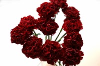 Fantail Designer Florist Sheffield 1091256 Image 8